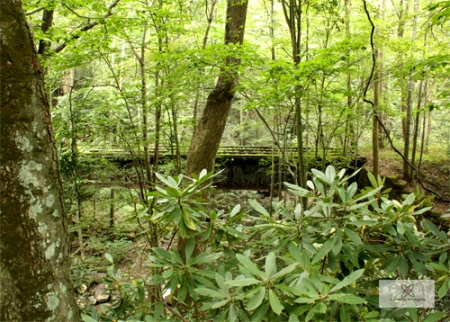 View of trestle in the woods.